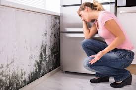 Best Environmental Consulting for Mold Prevention  in Sicklerville, NJ